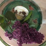 Schmetterlinge züchten: Distelfalter sitzt an der Wand des Schmetterlingsgartens