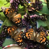 Schmetterlinge züchten: Drei Distelfalter sonnen sich im Schmetterlingsgarten