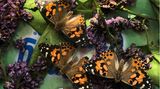 Schmetterlinge züchten: Drei Distelfalter sonnen sich im Schmetterlingsgarten
