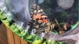 Schmetterlinge züchten: Distelfalter in seinem Schmetterlingsgarten