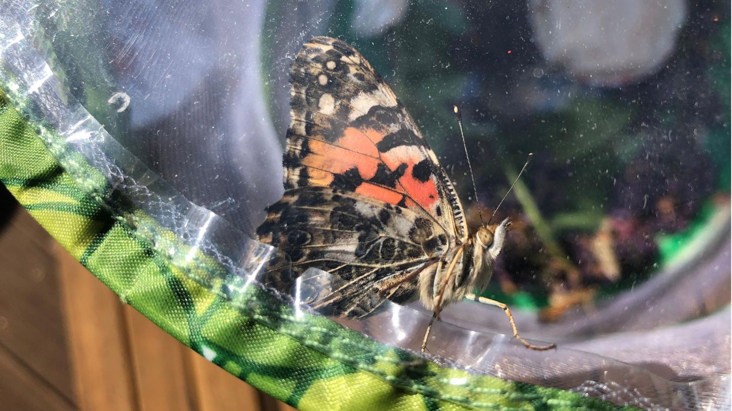 Schmetterlinge züchten: Distelfalter in seinem Schmetterlingsgarten