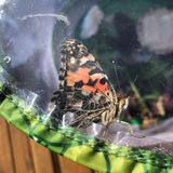 Schmetterlinge züchten: Distelfalter in seinem Schmetterlingsgarten