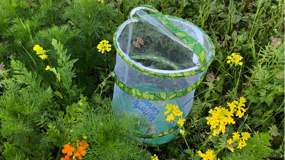 Schmetterlinge züchten: Schmetterlingsgarten mit Distelfaltern steht in einer Blühwiese