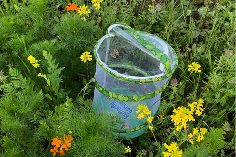 Schmetterlinge züchten: Schmetterlingsgarten mit Distelfaltern steht in einer Blühwiese
