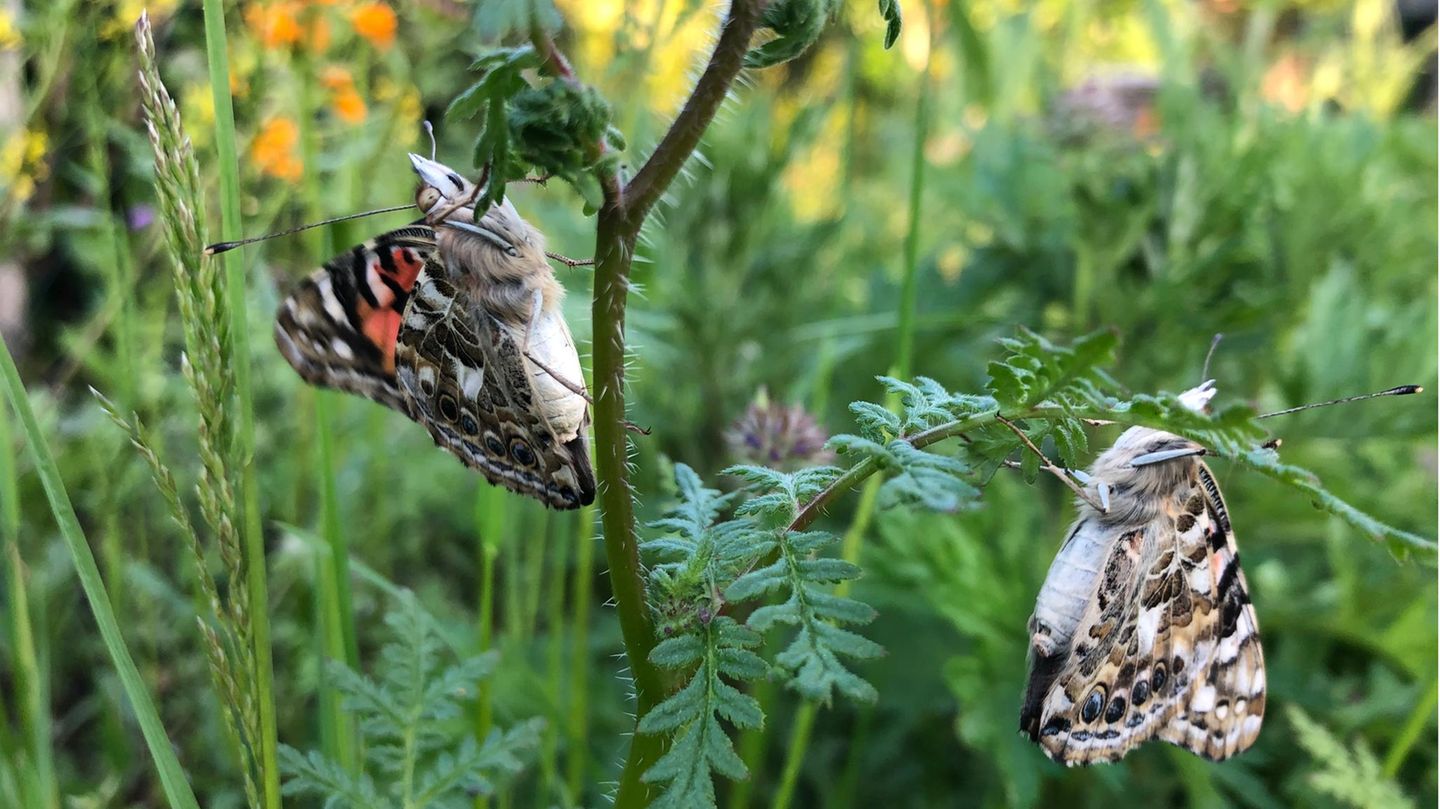 Schmetterlinge züchten: Zwei Distelfalter sitzen in einer Wildblumenwiese