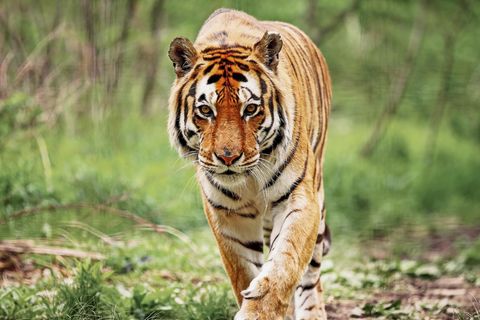 Königstiger