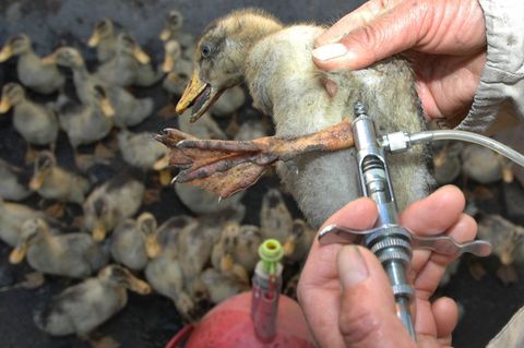 Ein Mediziner verabreicht einem Küken auf einer Farm im chinesischen Xining eine Impfung gegen die Vogelgrippe.  