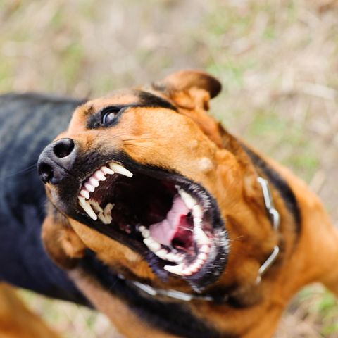 Im Sauerland wurde ein kleines Mädchen von Hunden schwer verletzt