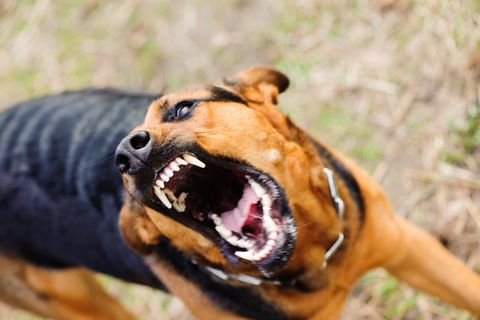 Im Sauerland wurde ein kleines Mädchen von Hunden schwer verletzt