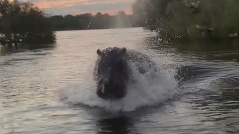 Aggressives Nilpferd attackiert Safari-Touristen
