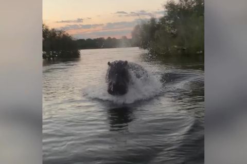 Aggressives Nilpferd attackiert Safari-Touristen