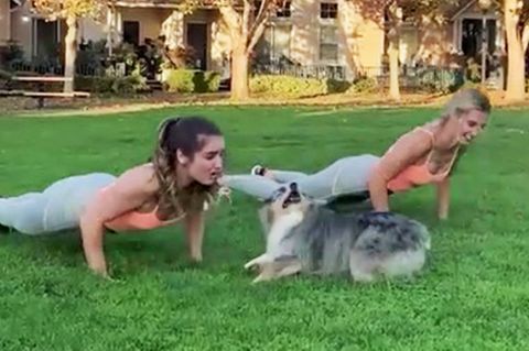 Crossfit mit Hund