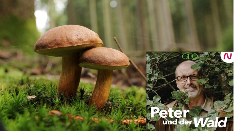 Otmar Diez beantwortet Peter Wohlleben Fragen zu der wunderbaren Welt der Pilze.