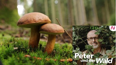 Otmar Diez beantwortet Peter Wohlleben Fragen zu der wunderbaren Welt der Pilze.