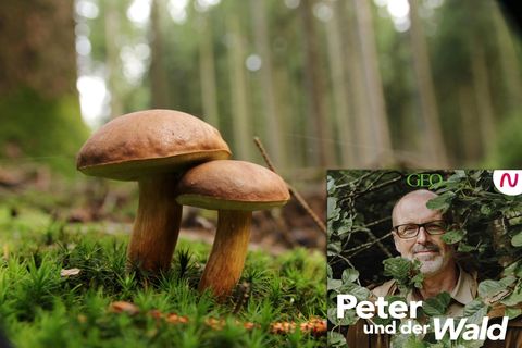 Otmar Diez beantwortet Peter Wohlleben Fragen zu der wunderbaren Welt der Pilze.