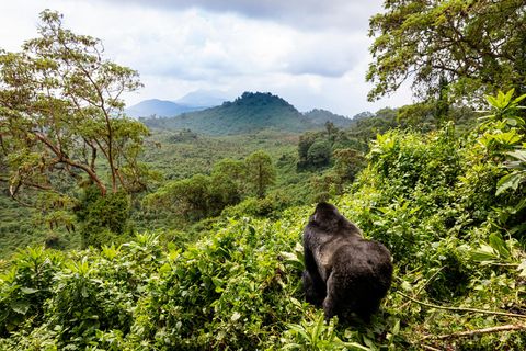 In Ruanda haben Gorillas fremden Nachwuchs adoptiert