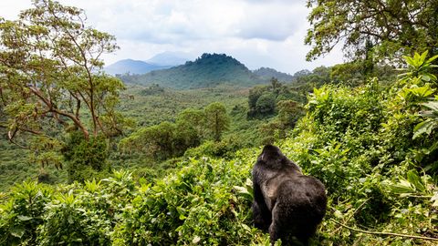 In Ruanda haben Gorillas fremden Nachwuchs adoptiert