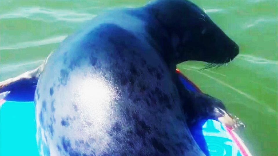 Seehund gesellt sich zu Stand-Up-Paddler aufs Brett und genießt die Sonne