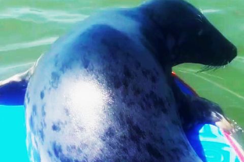Seehund gesellt sich zu Stand-Up-Paddler aufs Brett und genießt die Sonne
