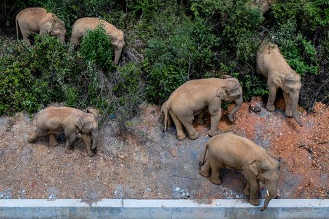 China: Wilde Elefantenherde seit Monaten auf der Flucht – Forscher zeigen sich ratlos