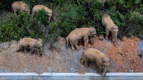 China: Wilde Elefantenherde seit Monaten auf der Flucht – Forscher zeigen sich ratlos