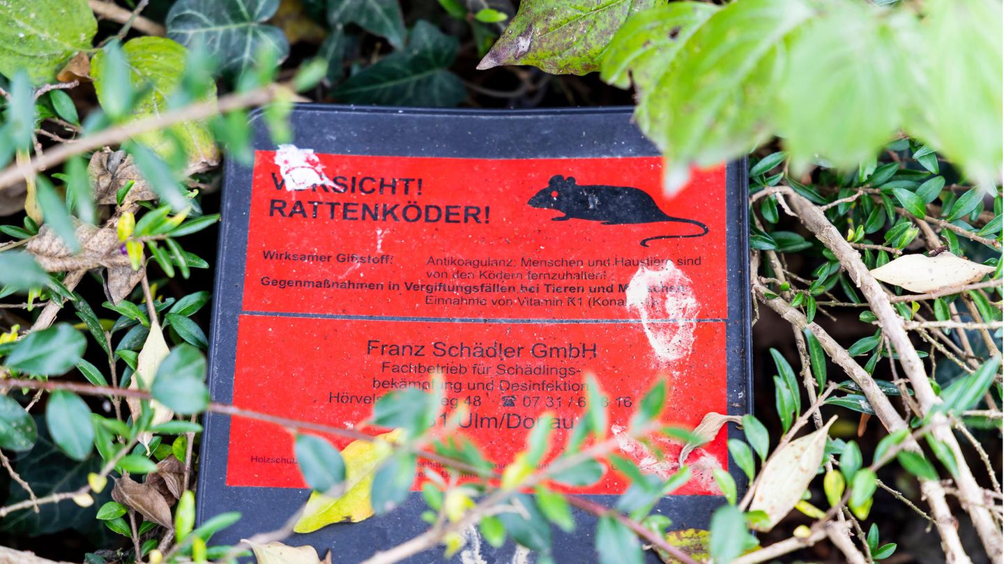 Ein Schild mit der Aufschrift "Vorsicht! Rattenköder!". Die Lage im Kölner Brennpunkt ist mittlerweile eskaliert (Symbolbild)