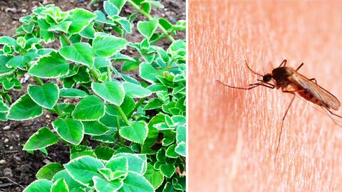 Plectranthus-Pflanze und eine Stechmücke