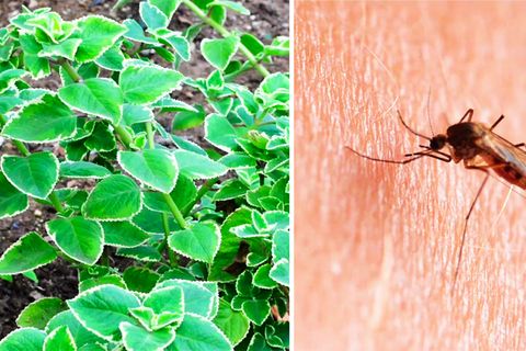 Plectranthus-Pflanze und eine Stechmücke