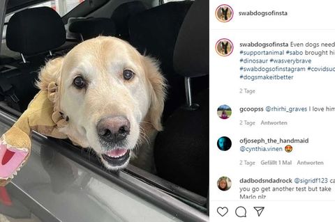 Swab Dogs of Insta