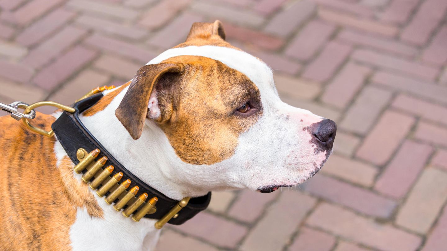 Eine junge Frau wurde in England von ihren Staffordshire Terrier totgebissen 