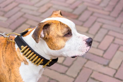 Eine junge Frau wurde in England von ihren Staffordshire Terrier totgebissen 