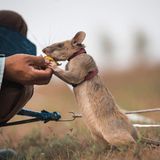 Kambodscha: Landminen-Spürrate Magawa
