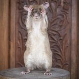 Kambodscha: Landminen-Spürrate Magawa