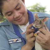 Kambodscha: Landminen-Spürrate Magawa