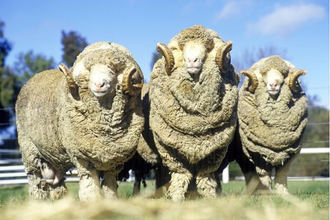 Mulesing bei Schafen: Das Problem mit der Merinowolle