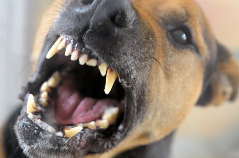 Ein brauner Hund mit einer schwarze Schnauze fletscht die Zähne