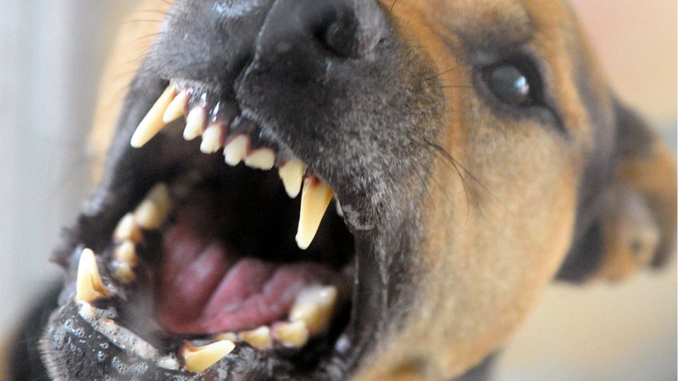 Ein brauner Hund mit einer schwarze Schnauze fletscht die Zähne