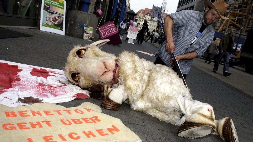 Mulesing: Das Leid der Schafe in Australien