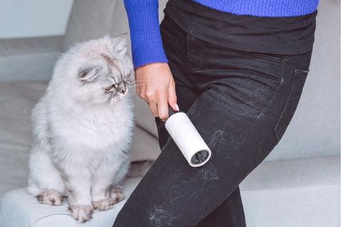 Katzen hinterlassen oft Haare auf dem Sofa