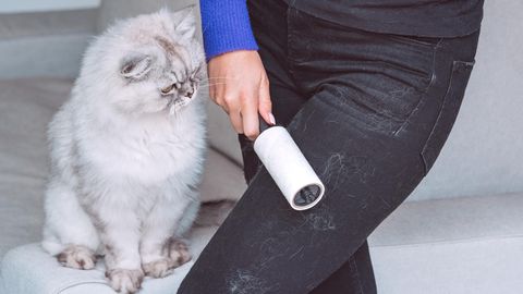 Katzen hinterlassen oft Haare auf dem Sofa