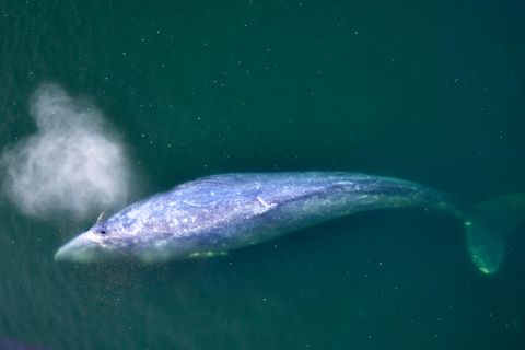 Entdeckung vor Namibia: Grauwal könnte neuen Streckenrekord aufgestellt haben