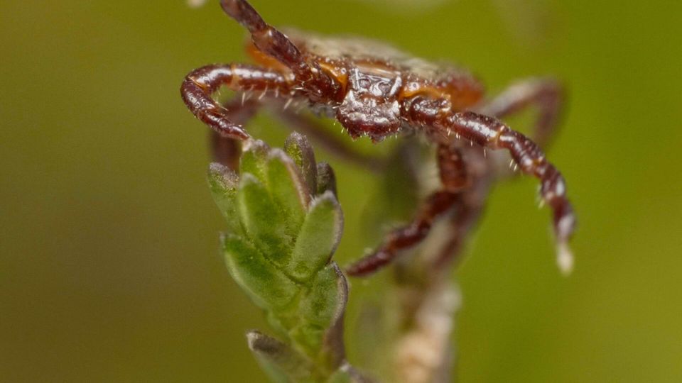Zecken-Alarm in Deutschland: In diesen Gebieten müssen Sie sich vor den Tieren schützen