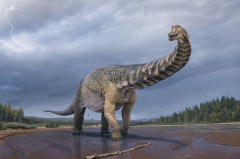 In Australien wurde eine neue Dinosaurierart bestimmt.