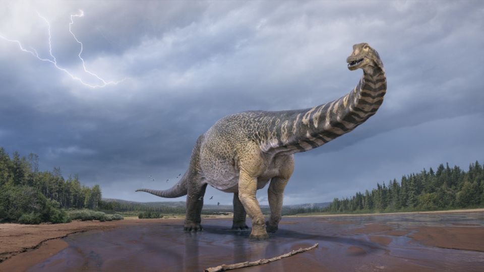 In Australien wurde eine neue Dinosaurierart bestimmt.
