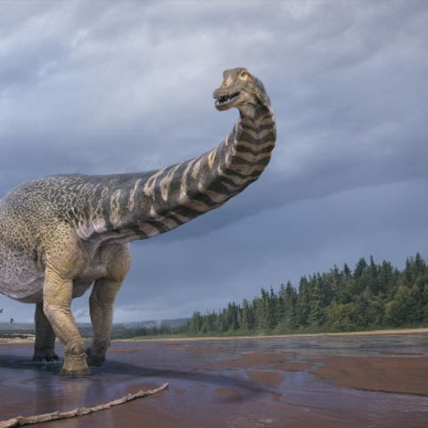 In Australien wurde eine neue Dinosaurierart bestimmt.