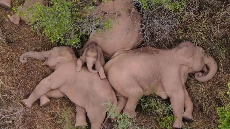 Schlafende Elefanten