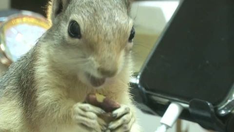 Futterspende: Eichhörnchen füttern: So helfen Sie den Nagetieren bei der Nahrungssuche