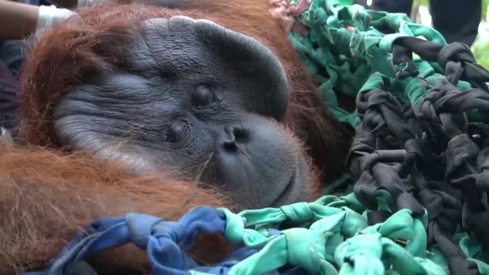Video: Gefangen gehaltener Orang-Utan wieder in Freiheit