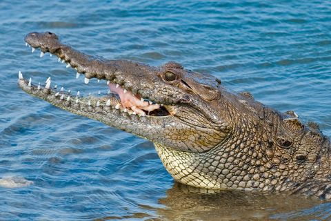 Eine junge Frau wurde in einer Lagune von einem Krokodil angegriffen. Ihre Zwillingsschwester konnte sie noch retten
