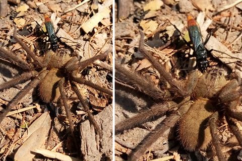 In der thailändischen Provinz Udon Thani schleppt eine Wespe eine Vogelspinne ab.